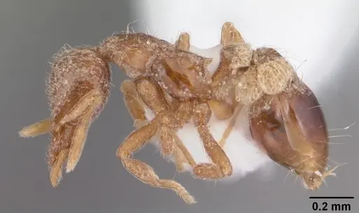 Strumigenys wrayi specimen