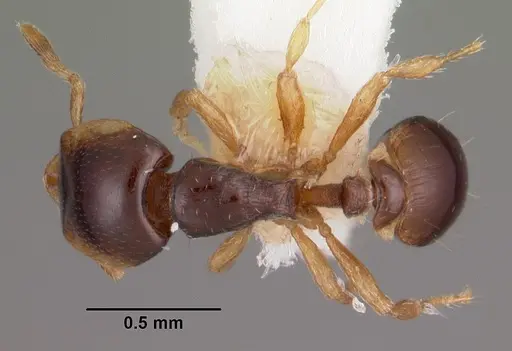 Strumigenys xenochelyna specimen