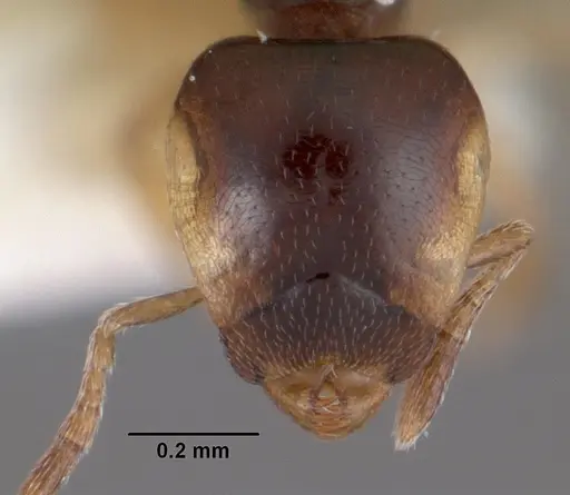 Strumigenys xenochelyna specimen