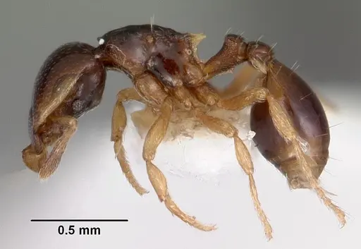 Strumigenys xenochelyna specimen