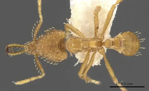 Strumigenys xenohyla specimen