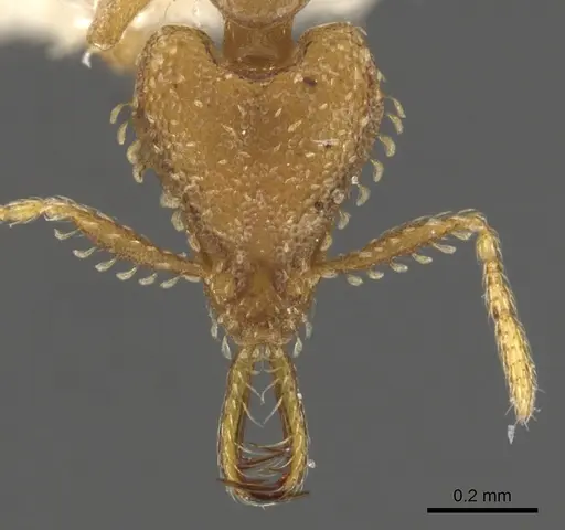 Strumigenys xenohyla specimen