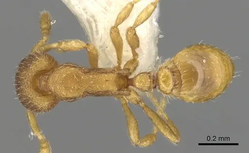 Strumigenys xenomastax specimen