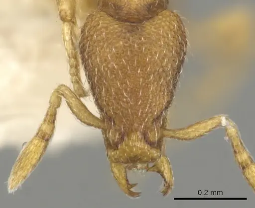 Strumigenys xenomastax specimen