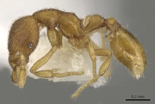 Strumigenys xenomastax specimen