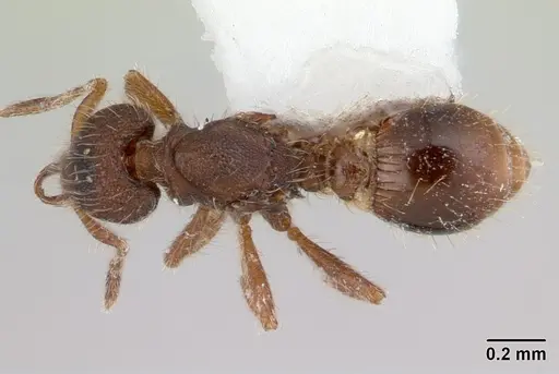 Strumigenys xenos specimen