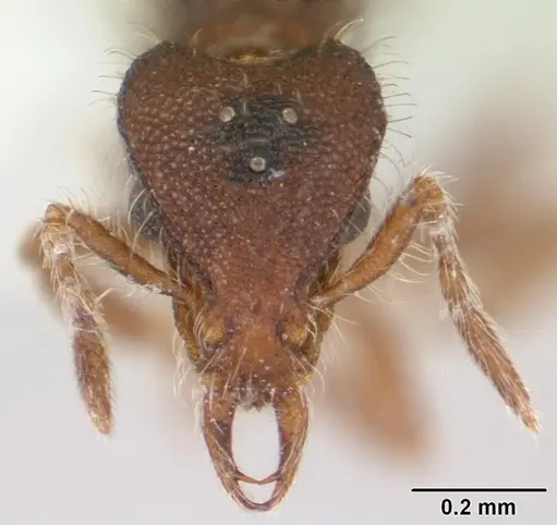 Strumigenys xenos specimen