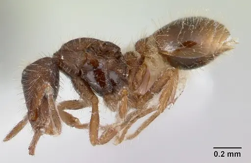 Strumigenys xenos specimen