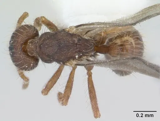 Strumigenys xenos - CASENT0178232