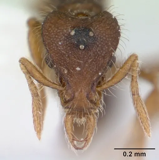 Strumigenys xenos - CASENT0178232