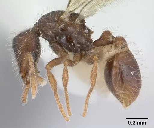 Strumigenys xenos - CASENT0178232