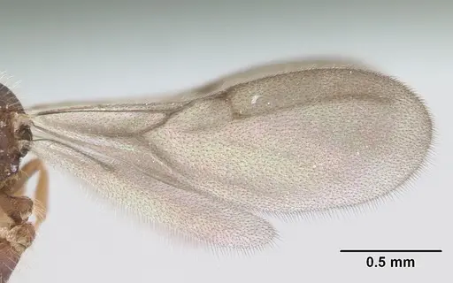 Strumigenys xenos - CASENT0178232