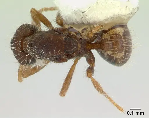 Strumigenys xenos - CASENT0178875