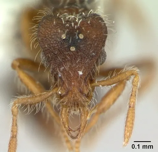 Strumigenys xenos - CASENT0178875