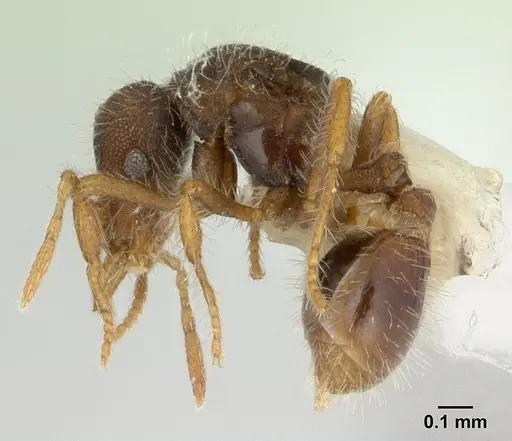 Strumigenys xenos - CASENT0178875