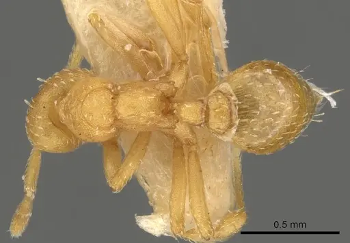 Strumigenys yaleogyna specimen