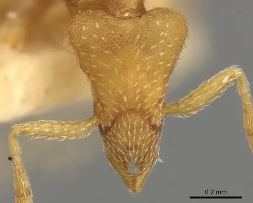 Strumigenys yaleogyna specimen