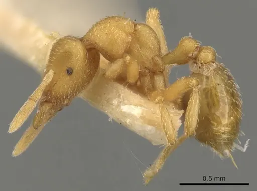 Strumigenys yaleogyna specimen