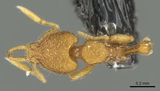 Strumigenys yaleopleura specimen