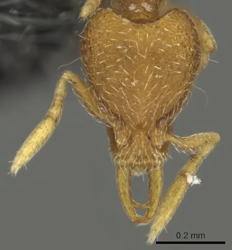 Strumigenys yaleopleura specimen