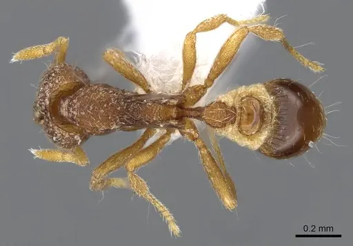 Strumigenys yaleopleura - CASENT0914879