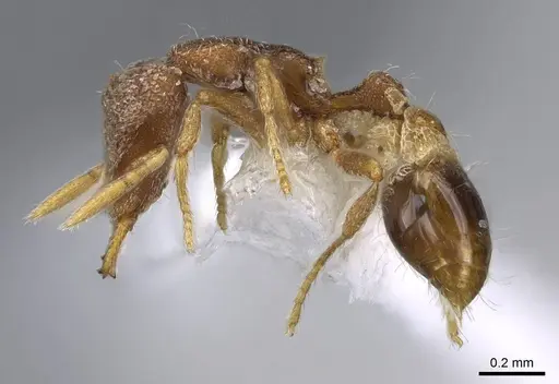 Strumigenys yaleopleura - CASENT0914879