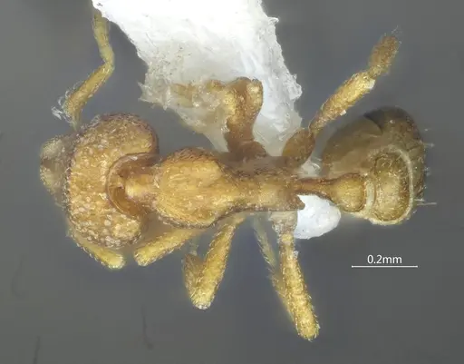 Strumigenys yangi specimen