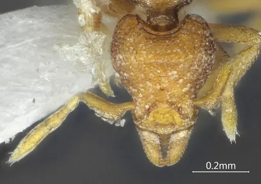 Strumigenys yangi specimen