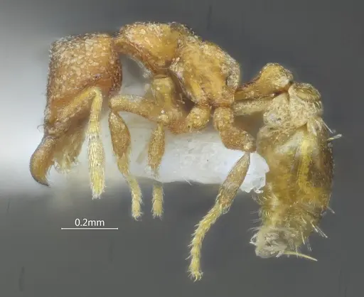 Strumigenys yangi specimen