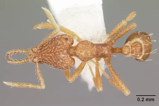 Strumigenys yanintra specimen