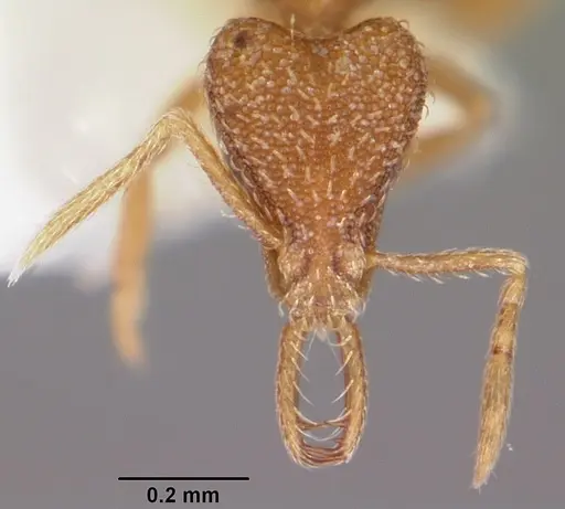 Strumigenys yanintra specimen