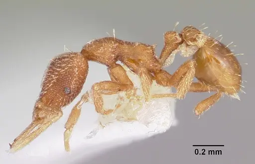 Strumigenys yanintra specimen