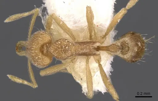 Strumigenys zagan specimen