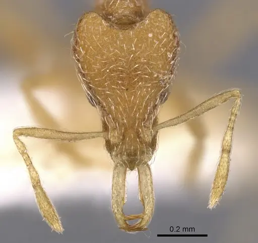 Strumigenys zagan specimen