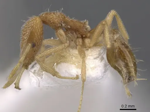 Strumigenys zagan specimen