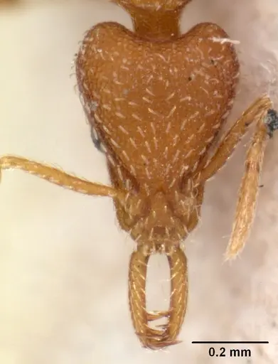 Strumigenys zandala specimen