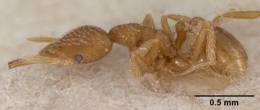 Strumigenys zandala specimen