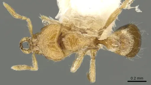 Strumigenys zapyx specimen