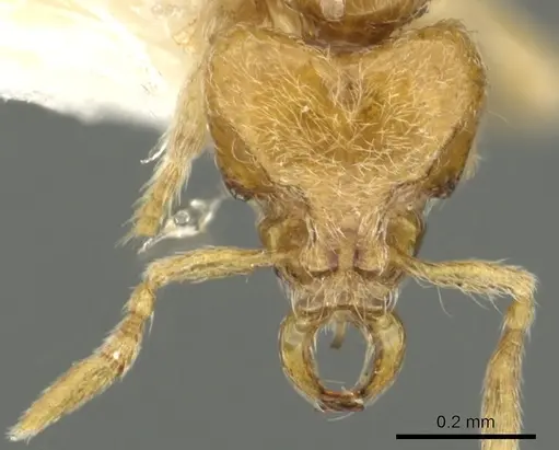 Strumigenys zapyx specimen