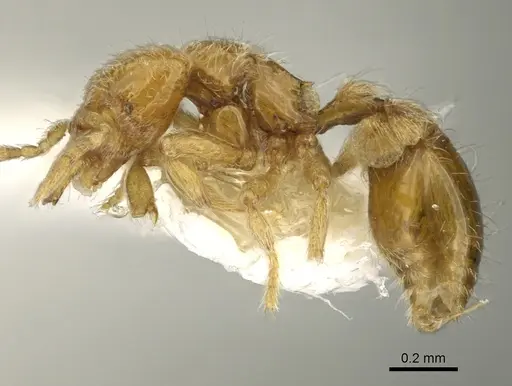 Strumigenys zapyx specimen