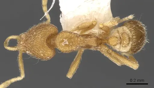 Strumigenys zygon specimen