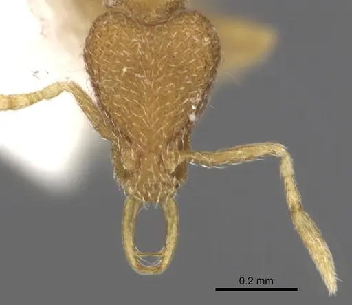 Strumigenys zygon specimen