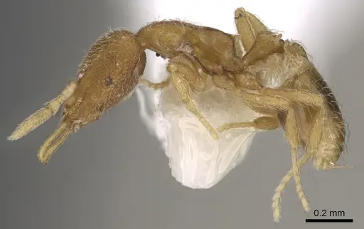 Strumigenys zygon specimen