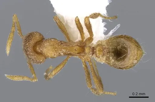 Strumigenys zygon - CASENT0914880