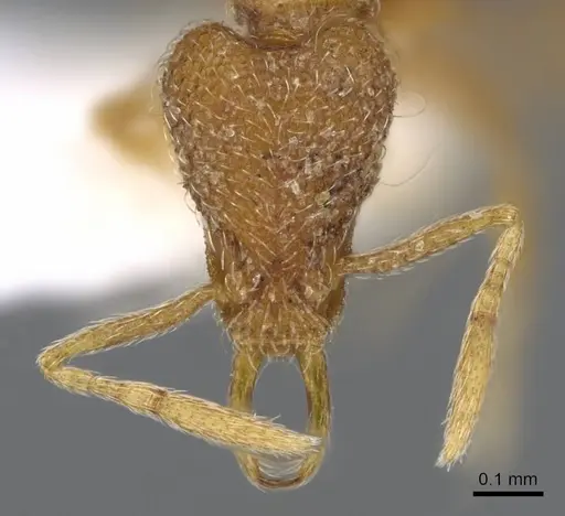 Strumigenys zygon - CASENT0914880