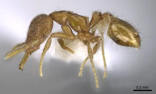 Strumigenys zygon - CASENT0914880