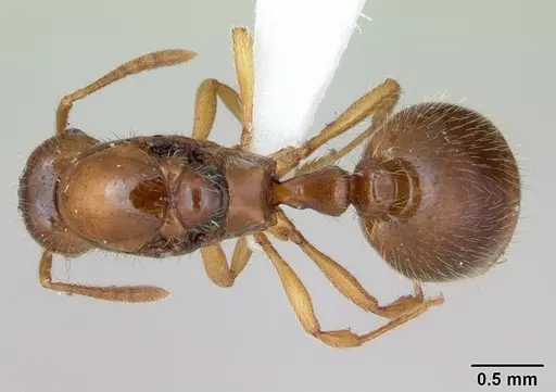 Syllophopsis adiastolon specimen