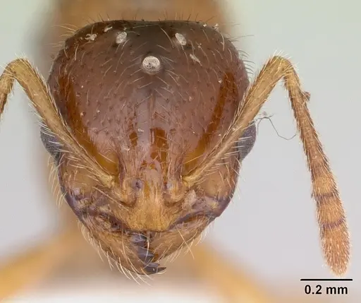 Syllophopsis adiastolon specimen