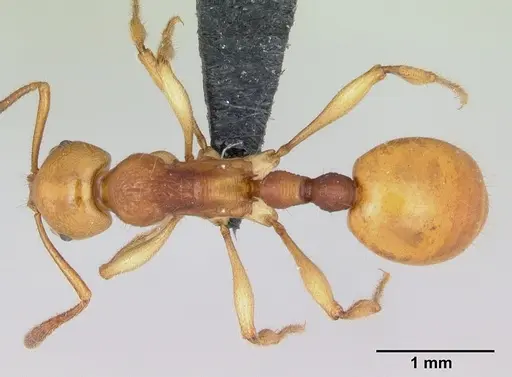 Syllophopsis aureorugosa specimen