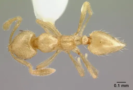 Syllophopsis australica specimen